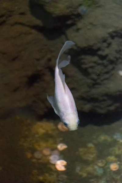 水族馆中美丽的白鱼特写镜头 — 图库照片