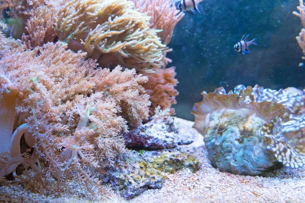 Close Tiro Belo Coral Aquário — Fotografia de Stock