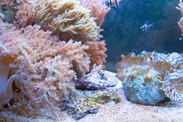 Primo Piano Bellissimo Corallo Acquario — Foto Stock