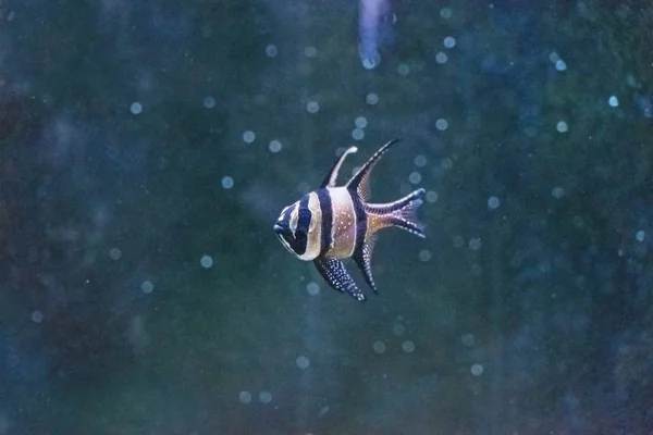 Zbliżenie Piękne Paski Czarno Białych Ryb Akwarium — Zdjęcie stockowe