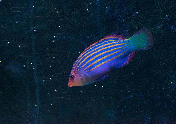 Gros Plan Beaux Poissons Rayés Colorés Dans Aquarium — Photo