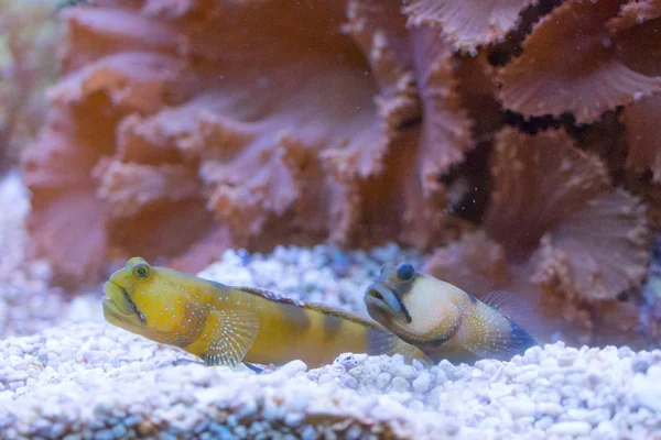 Akvaryum güzel egzotik sarı balıklar yakın çekim atış