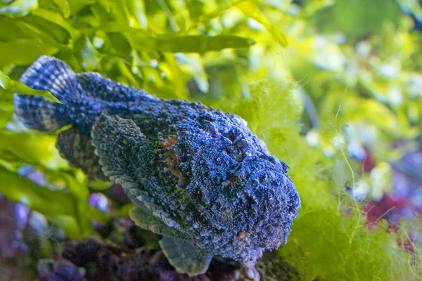 Close Van Prachtige Exotische Vissen Het Aquarium — Stockfoto