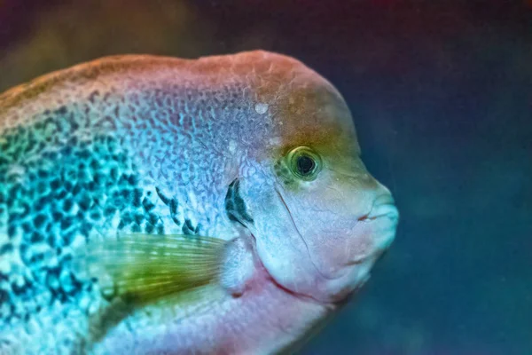 Nahaufnahme Schöner Roter Fische Aquarium — Stockfoto