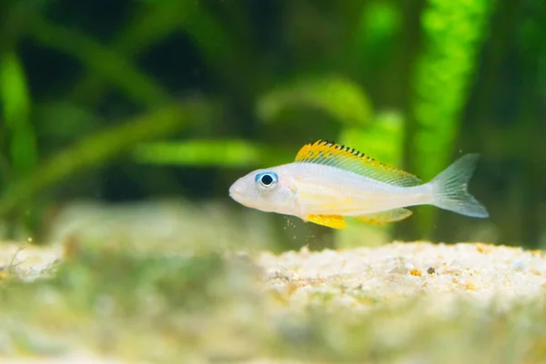 Close Shot Van Prachtige Kleine Witte Vis Aquarium — Stockfoto