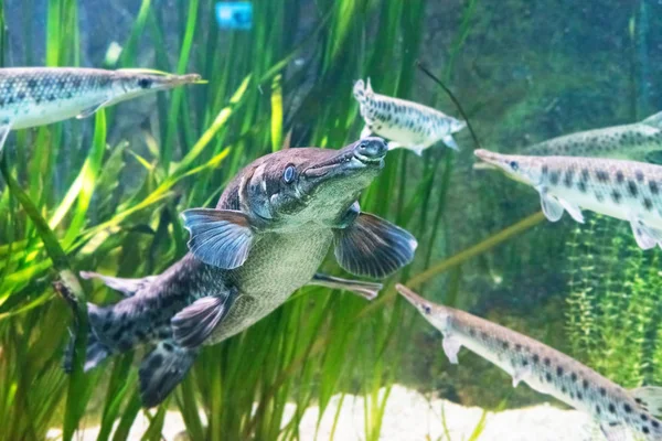 Nahaufnahme Des Schönen Gefleckten Gar Lepisosteus Oculatus Aquarium — Stockfoto