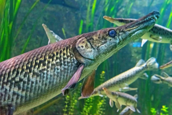 Close Shot Van Mooie Gevlekte Gar Vissen Lepisosteus Oculatus Aquarium — Stockfoto