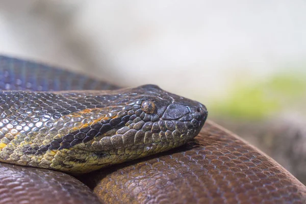 Primer Plano Una Serpiente — Foto de Stock