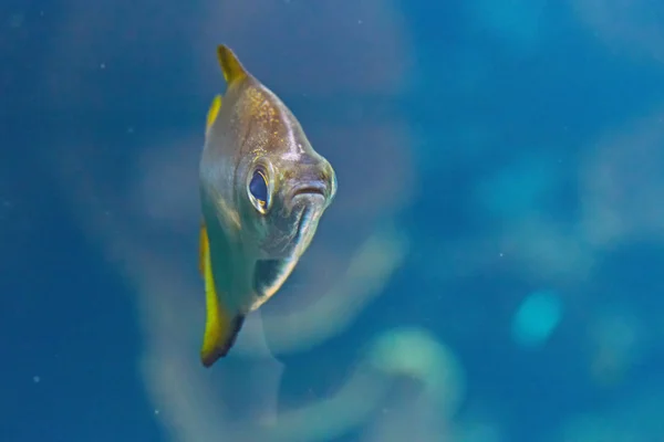 Nahaufnahme Schöner Kleiner Fische Aquarium — Stockfoto