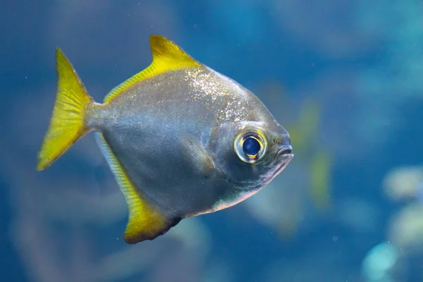 Tiro Close Belo Pequeno Peixe Aquário — Fotografia de Stock