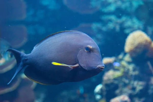 Gros Plan Beaux Poissons Chirurgiens Bleus Dans Aquarium — Photo