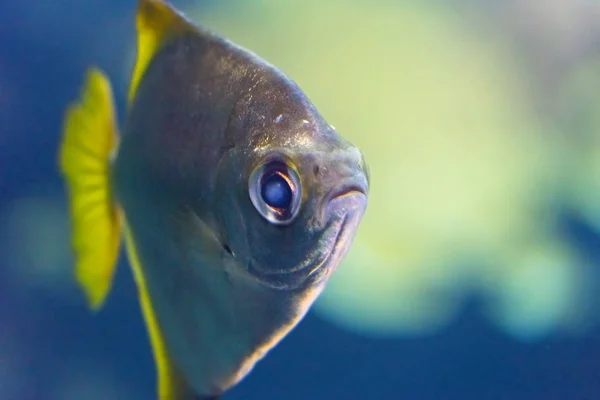 Close Shot Van Prachtige Vissen Aquarium — Stockfoto