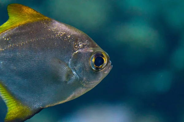 Крупним Планом Знімок Красивої Маленької Екзотичної Риби Акваріумі — стокове фото