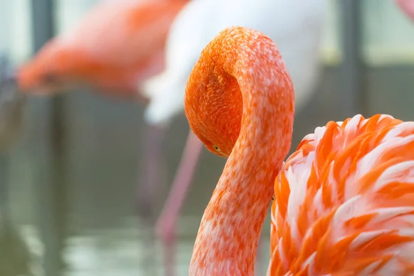 Close Shot Van Mooie Roze Flamingo — Stockfoto