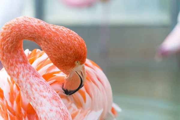 Close Shot Van Mooie Roze Flamingo — Stockfoto