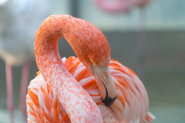 Close Shot Van Mooie Roze Flamingo — Stockfoto