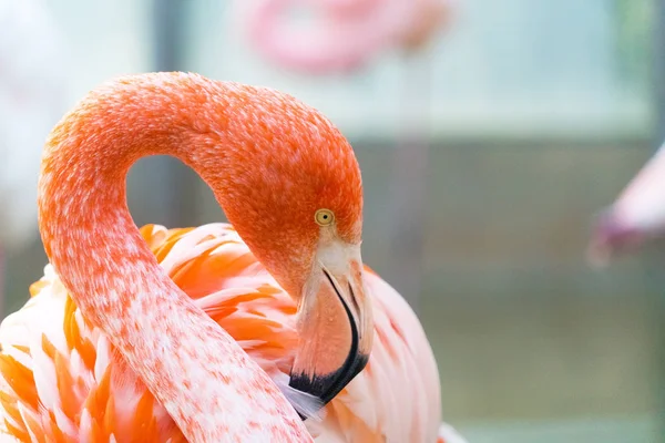 close-up shot of beautiful pink flamingo