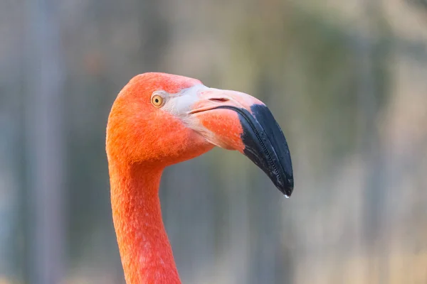 Close Shot Van Mooie Roze Flamingo — Stockfoto