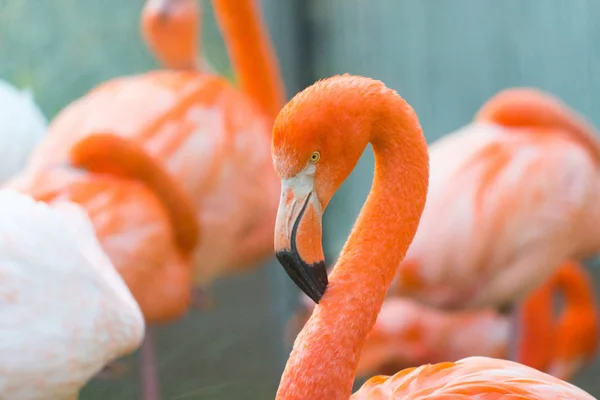 Close Shot Van Mooie Roze Flamingo — Stockfoto