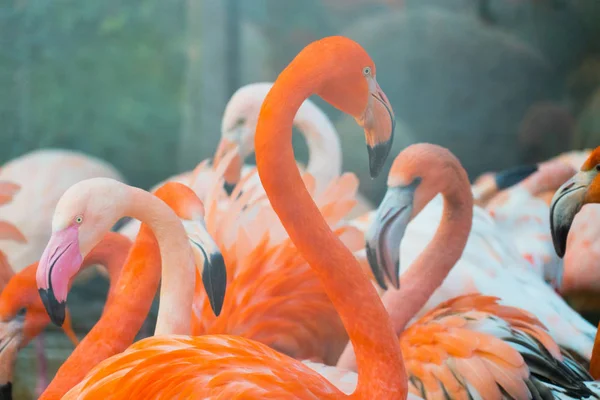 Close Tiro Rebanho Belos Flamingos Rosa — Fotografia de Stock