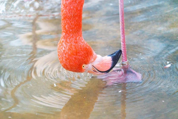 Крупным Планом Красивый Розовый Фламинго — стоковое фото