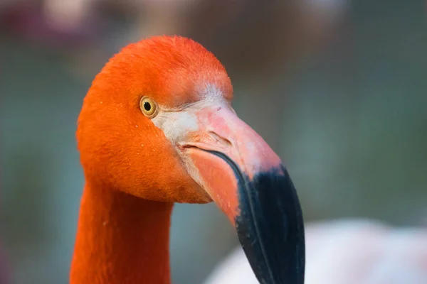 Close Shot Van Mooie Roze Flamingo — Stockfoto