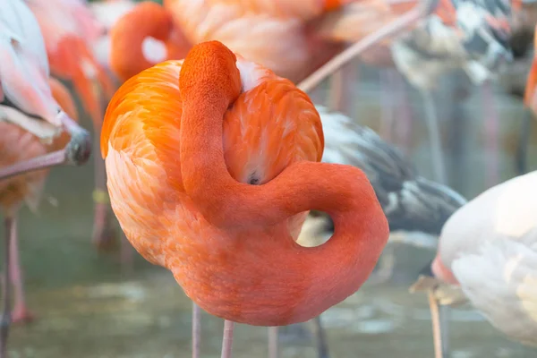 Close Tiro Rebanho Belos Flamingos Rosa — Fotografia de Stock