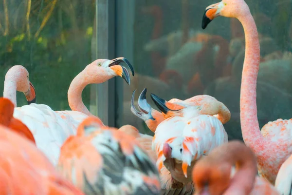 Close Shot Van Prachtige Roze Flamingo — Stockfoto