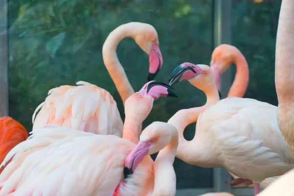 Крупным Планом Стадо Красивых Розовых Фламинго — стоковое фото