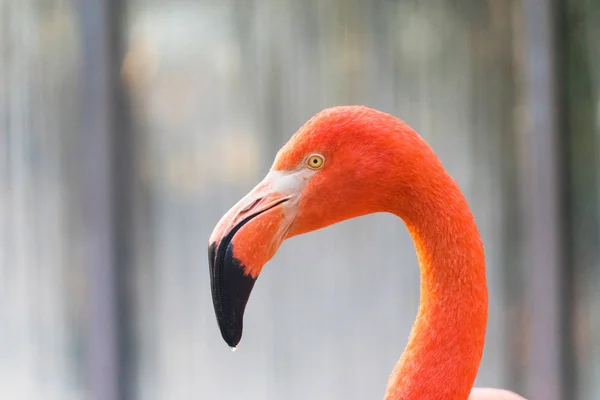 Close Shot Van Mooie Roze Flamingo — Stockfoto