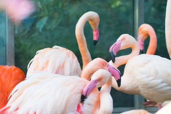 Close Shot Van Prachtige Roze Flamingo — Stockfoto