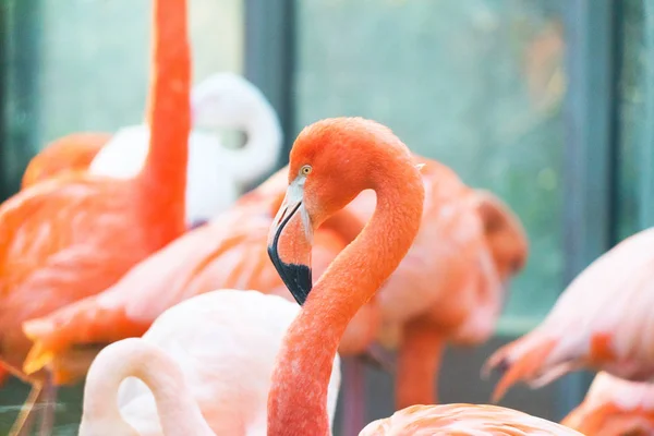 Close Shot Van Prachtige Roze Flamingo — Stockfoto