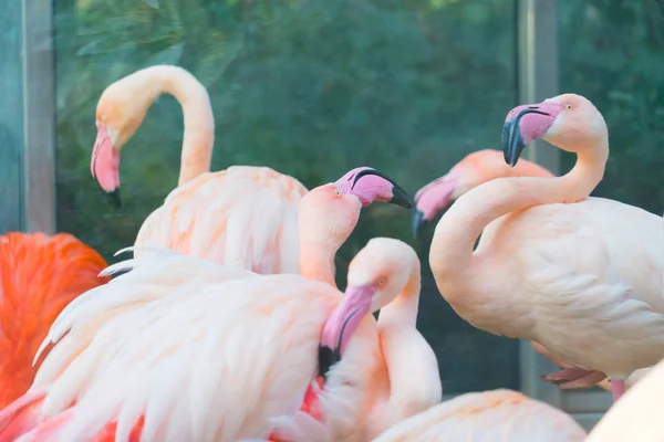 Close Tiro Rebanho Belos Flamingos Rosa — Fotografia de Stock