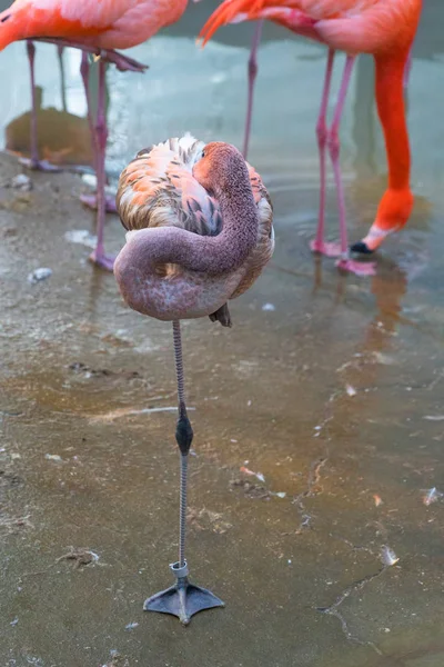 Close Tiro Rebanho Belos Flamingos Rosa — Fotografia de Stock