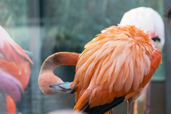 Güzel Pembe Flamingo Yakın Çekim — Stok fotoğraf