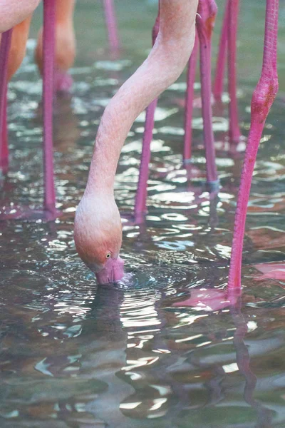 Close Shot Beautiful Pink Flamingo — Stock Photo, Image