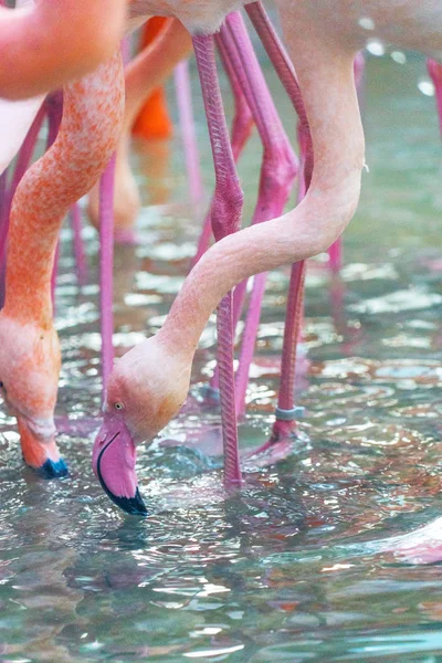 Närbild Skott Flock Vackra Pink Flamingos — Stockfoto