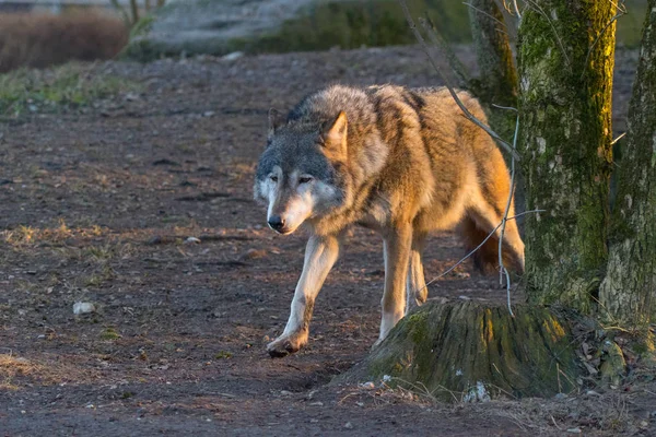 Divoký Vlk Kráčející Podzimním Lese — Stock fotografie