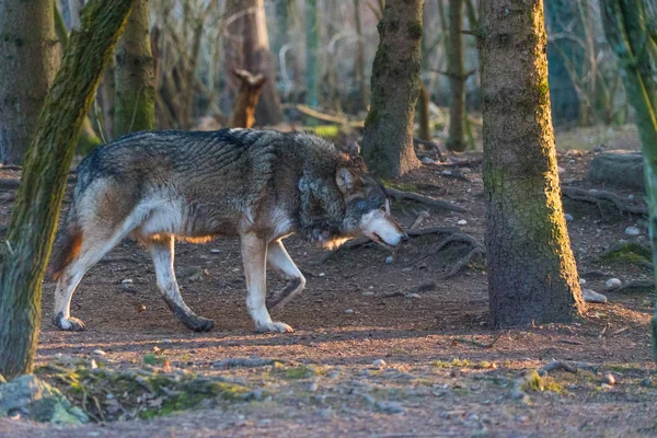 Lobo Selvagem Caminhando Floresta Outonal — Fotografia de Stock