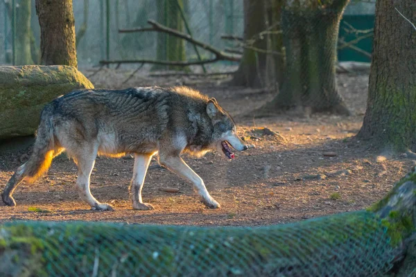 Sonbahar ormanlarında yürüyen vahşi kurt.