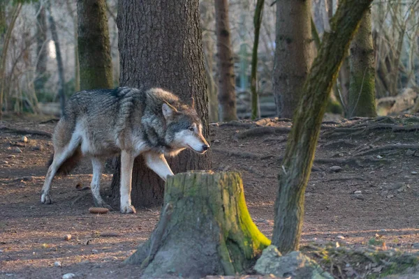 Lobo Salvaje Caminando Bosque Otoñal —  Fotos de Stock