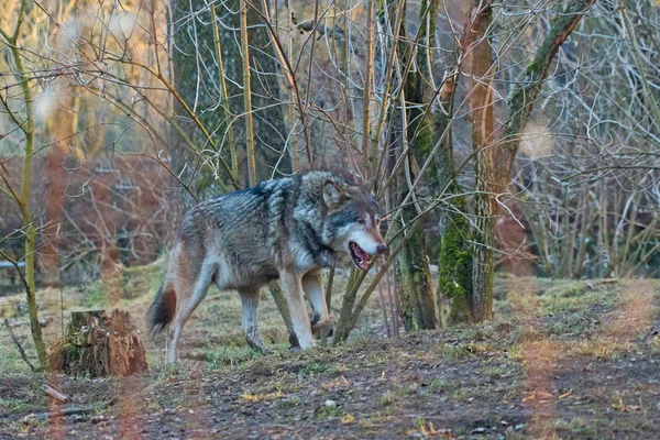 Lobo Salvaje Caminando Bosque Otoñal —  Fotos de Stock