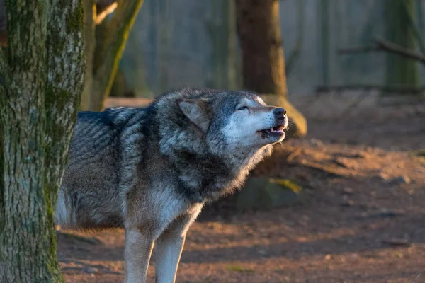 秋の森を歩くオオカミ — ストック写真