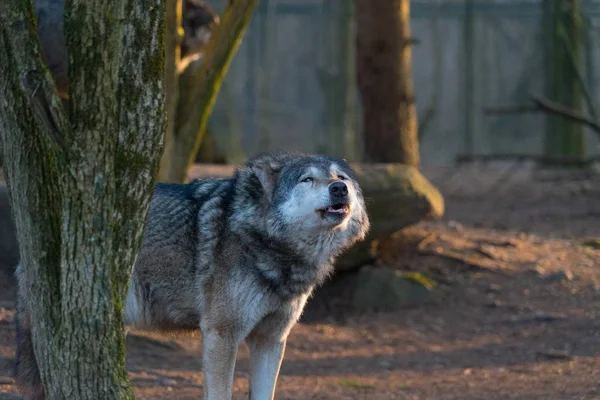 Wild Wolf Walking Autumnal Forest — Stock Photo, Image