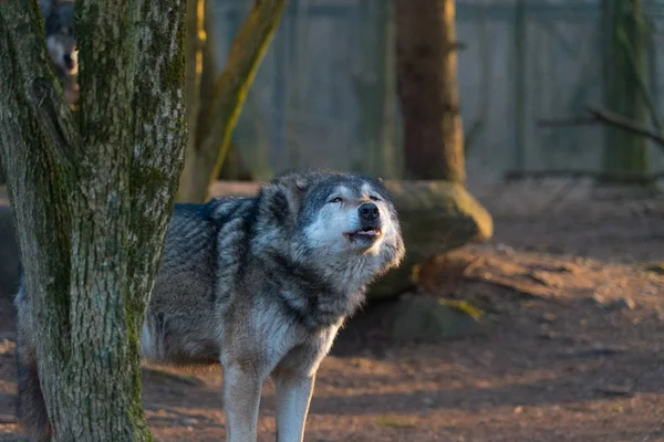 Wild Wolf Walking Autumnal Forest — Stock Photo, Image