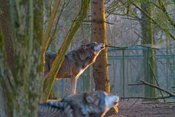 Der Wolf Wald — Stockfoto