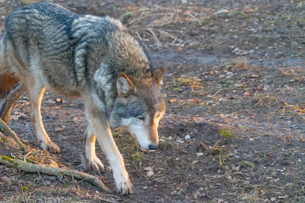 Divoký Vlk Kráčející Podzimním Lese — Stock fotografie