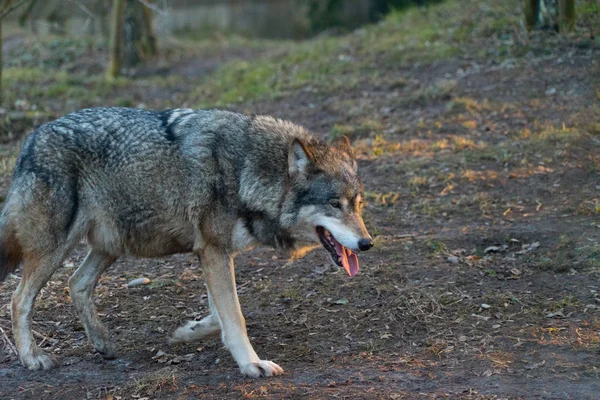 Lobo Salvaje Caminando Bosque Otoñal —  Fotos de Stock