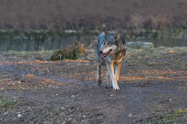 Lobo Salvaje Caminando Bosque Otoñal —  Fotos de Stock