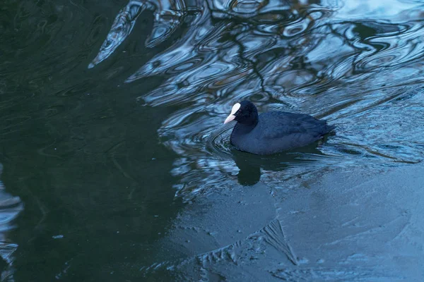 Primer Plano Hermoso Pato Negro Nadando Agua —  Fotos de Stock